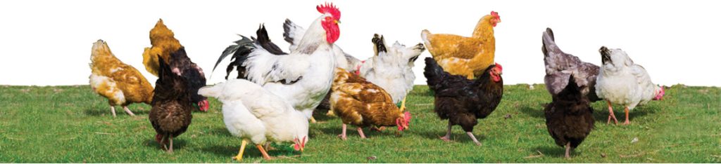 L'élevage des poules