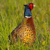 élevage des faisans