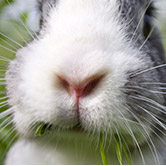 Nos conseils pour élever vos lapins dans les meilleures conditions