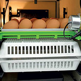 Les conseils d'utilisation pour les couveuses