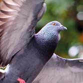 l'élavage des pigeons