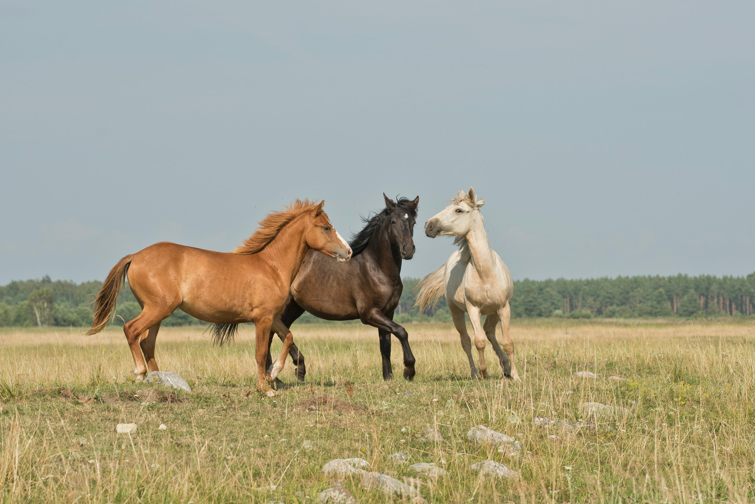 Réussir l'élevage des chevaux
