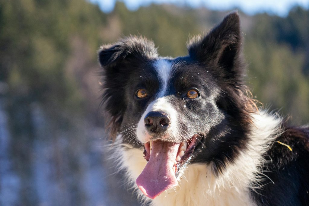Happy Border Collie dog enjoying a sunny day outdoors with forest background.